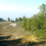 masukiye 39238