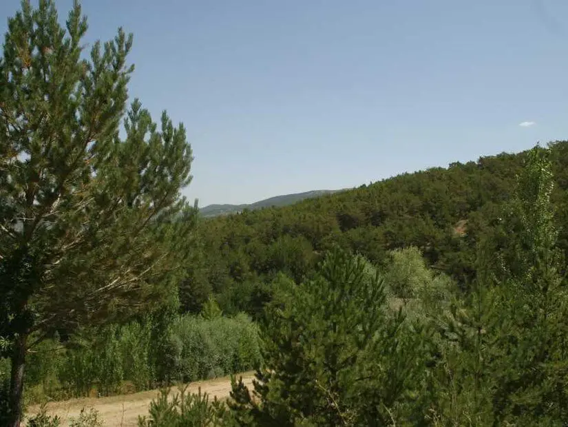 akdagmadeni kadipinari yaylasi 55355