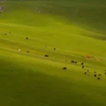 aros yaylasi